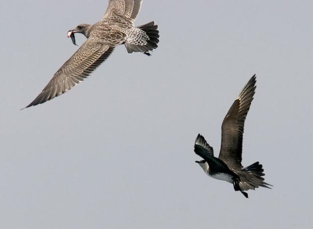 Parasitic Jaeger with a gull in flight.