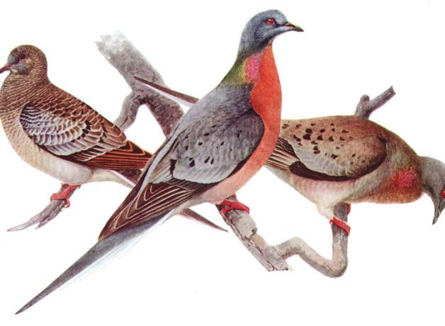 Passenger Pigeon illustration, Offset reproduction of watercolor by Louis Agassiz Fuertes (1874-1927)