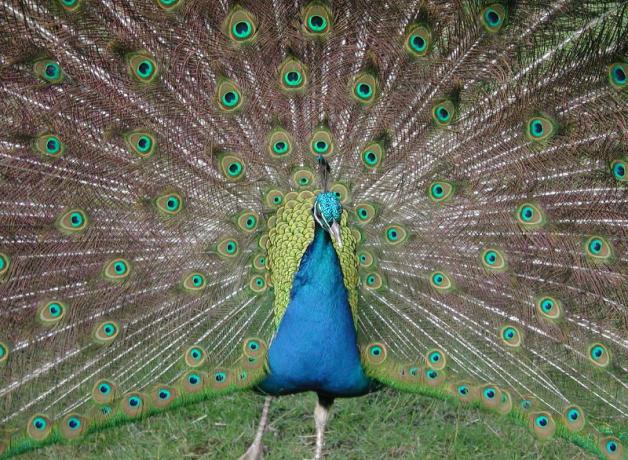 Peacock displaying tail feathers
