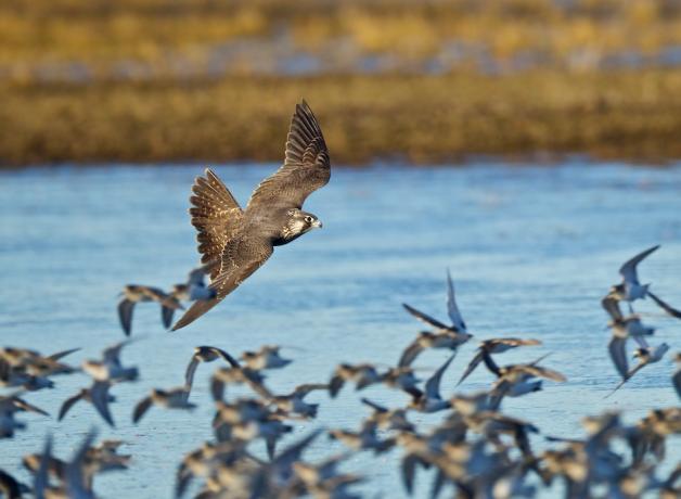 Peregrine Falcon attacking shorebirds, Samish Flats, Washington
