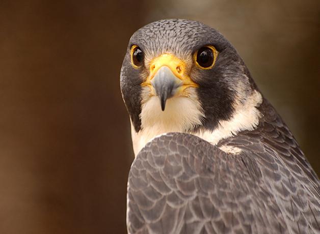 Peregrine Falcon looking toward the camera over its left shoulder.
