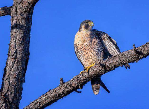 Adult Peregrine Falcon perched on a tree limb with clear blue sky in background