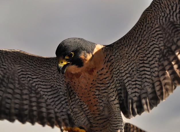 Peregrine falcon