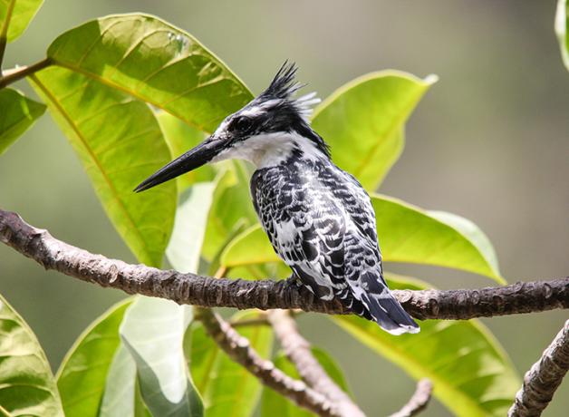 Pied Kingfishers, with black and white plumage and very long black beak, sits perched on a branch.