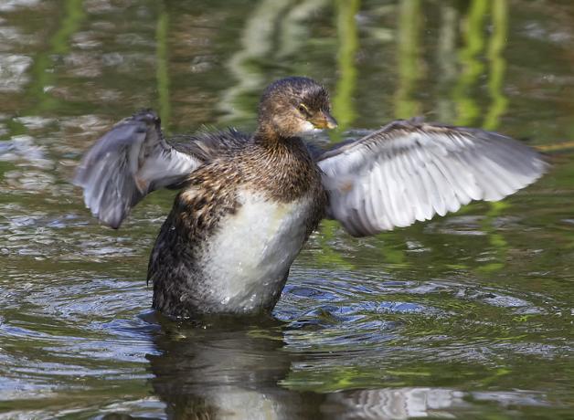 Pied-billed Grebe taking off