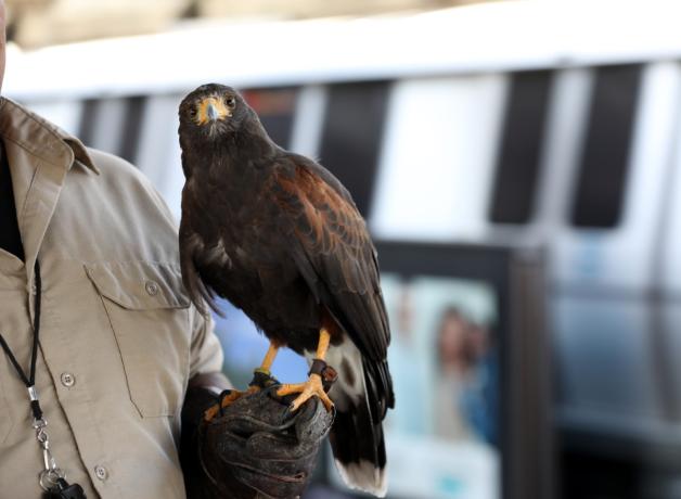 Harris's Hawk "PacMan" perches on handler's glove while on duty at a BART station, on "pigeon patrol."