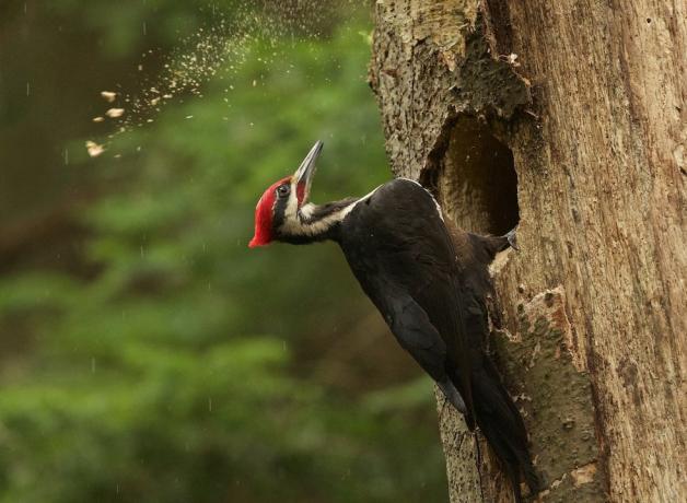 Pileated Woodpecker