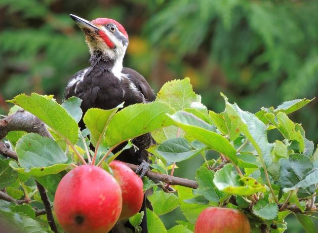 Pileated Woodpecker in an apple tree