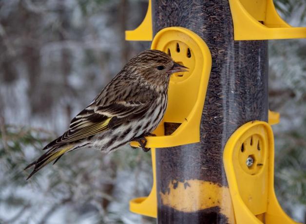 Pine Siskin at bird feeder