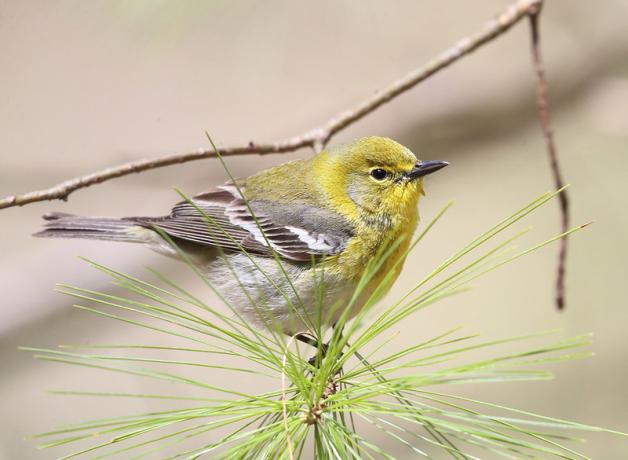 Pine Warbler sitting on a slender pine tree branch