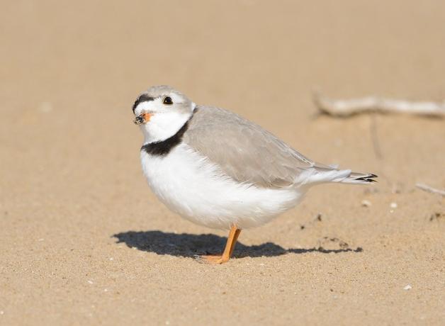 A Piping Plover, its head tilted to look skyward, stands on a beach while sunlight casts it shadow beneath it.