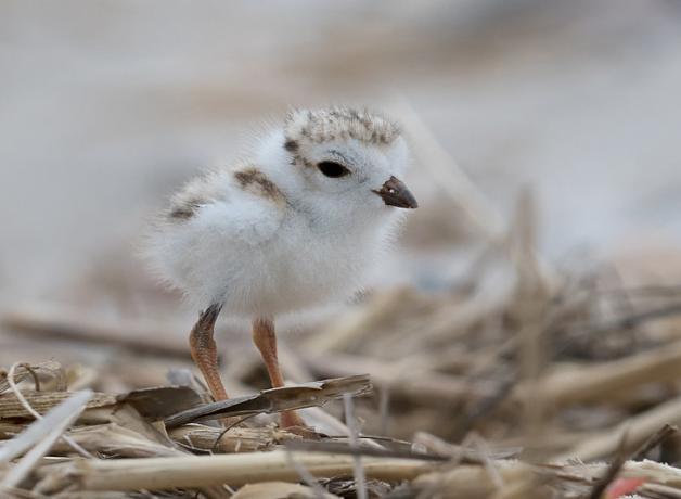 Piping Plover chick