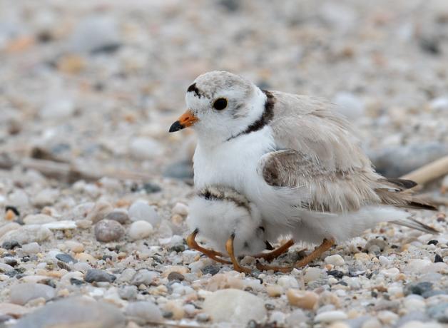 A tiny sand-colored shorebird shelters its chick beneath its belly, on a pebbled beach