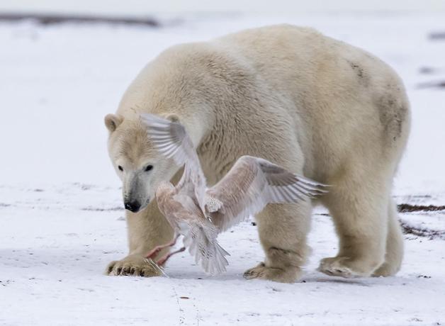 Polar Bear walking across snowy ground as a gull takes flight from near by