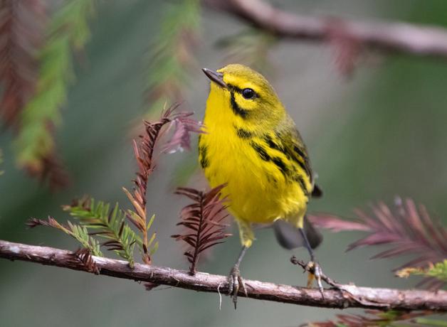 A Prairie Warbler showing its bright yellow body with black stripes on its flanks. vivid against a soft background of Cyprus foliage