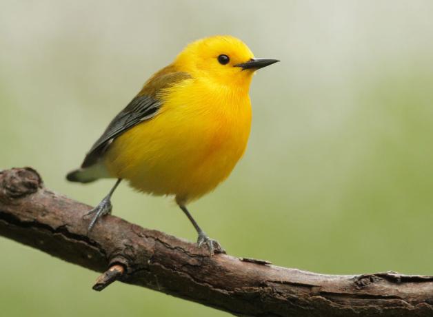 Prothonotary Warbler perched on a branch, its bright yellow body turned slightly to its left, with shiny dark eye and beak contrasting against the glowing yellow plumage
