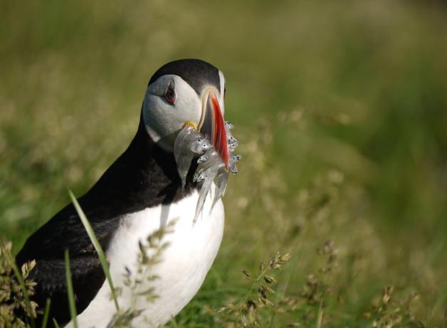 Puffin with fish in its beak