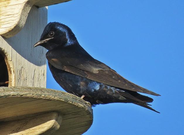 Purple Martin perched at a nest box