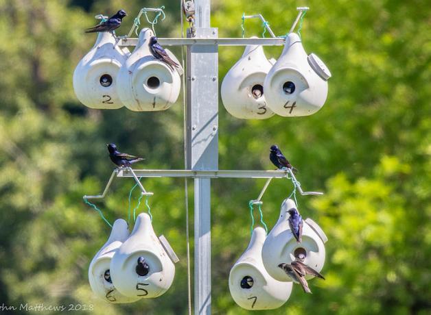 Purple Martins perch at an "apartment" of numbered plastic gourds for them to nest in.