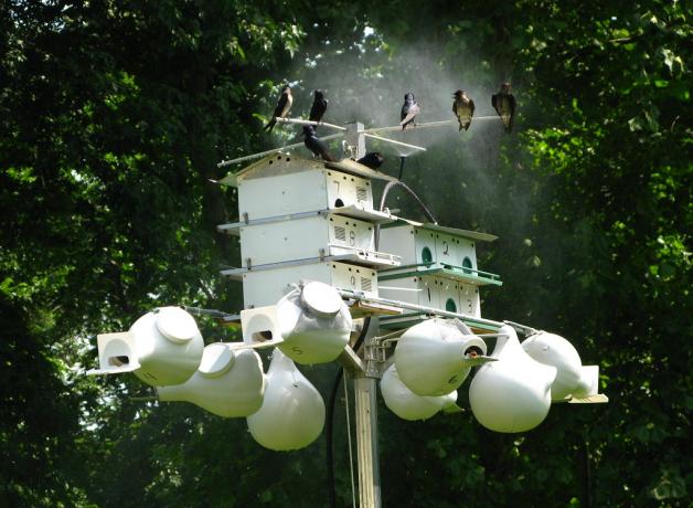 Purple Martins in a human-made communal nest site