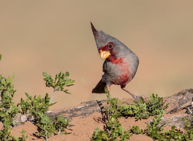 A Pyrrhuloxia facing viewer, showing it's soft gray plumage, scarlet color at throat and face, and peaked crest atop its head