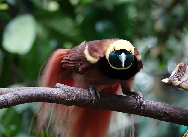 A Raggiana Bird-of-Paradise showing its yellow head with black mask, reddish brown plumage and long tail feathers