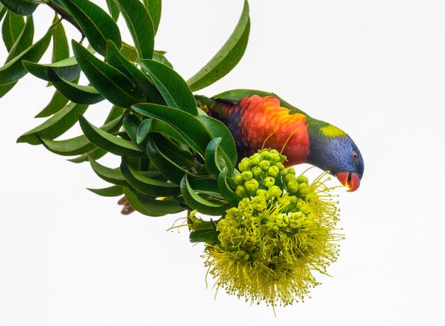 Rainbow Lorikeet foraging on flowers