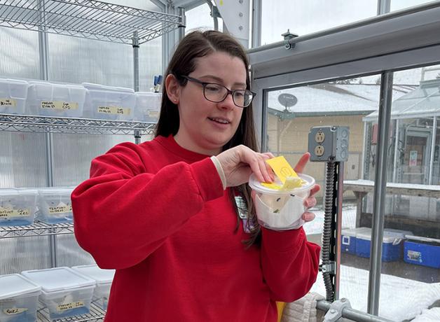 A woman in a red shirt stands inside a glassed in greenhouse, and is handling a clear plastic container of caterpillars.