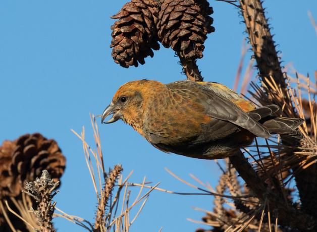 Red Crossbill clinging to branch bearing pine cones.