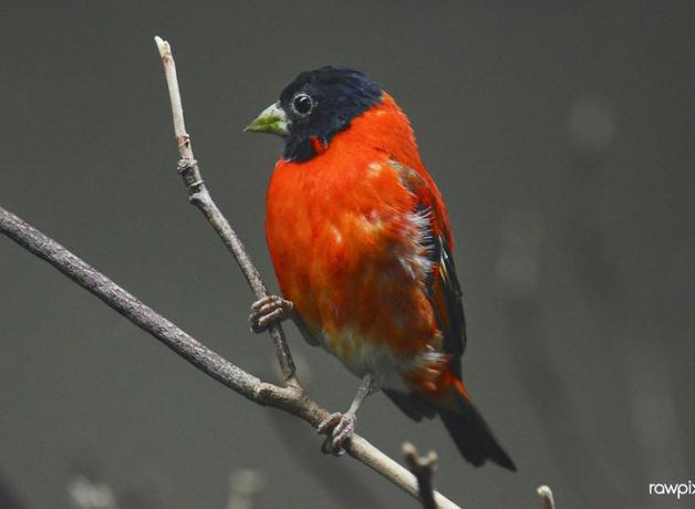 Vivid scarlet red finch with black head and beak, perched on a branch and looking to its right