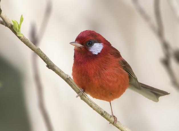 A small red bird with white cheek patch and narrow short brown tail perches on a diagonal branch.