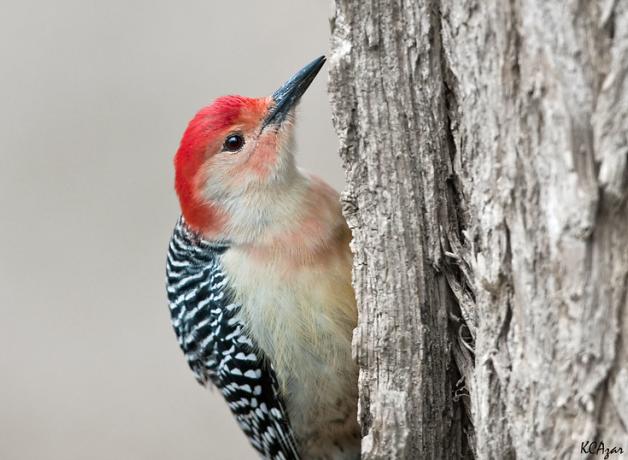 Red-bellied Woodpecker perched on the side of a tree trunk, showing its black and white patterned wings and red crest feathers