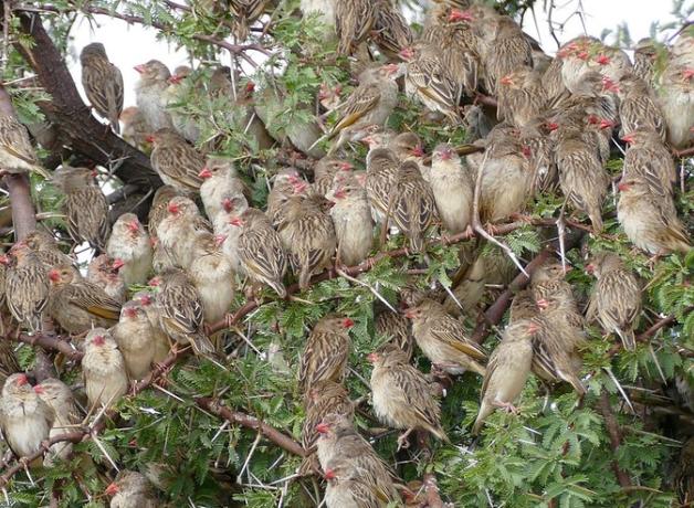 A flock of Red-billed Quelea densely bunched on leafy branches