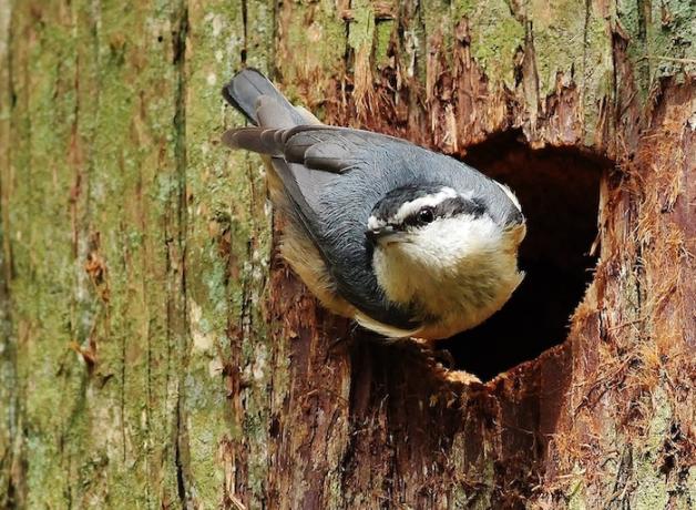 Red-breasted Nuthatch