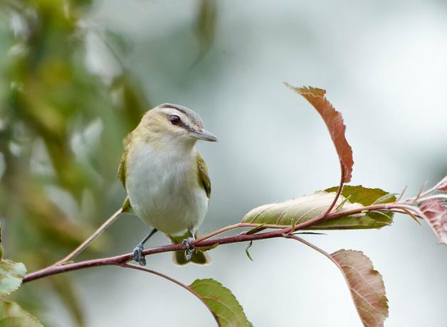Red-eyed Vireo