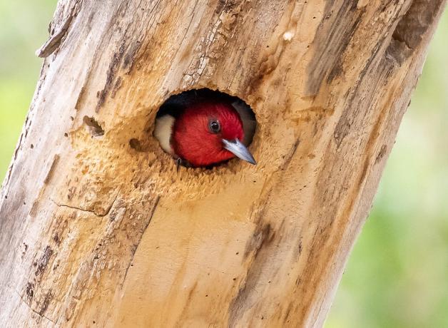 A Red-headed Woodpecker peers out from a nest hole in a tree trunk