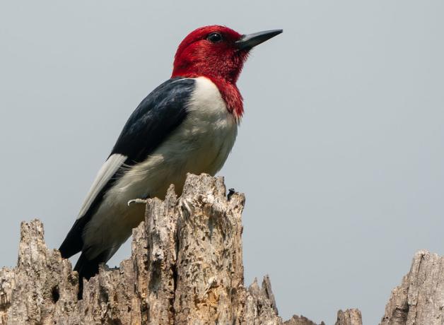 Red-headed Woodpecker