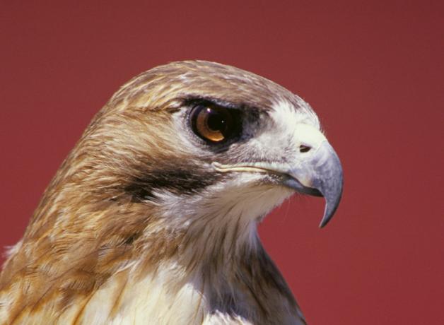 Red-tailed Hawk "sharp" eye