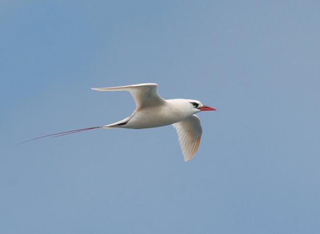 Red-tailed Tropicbird