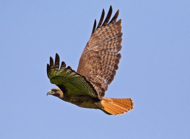 Red-tailed Hawk in flight