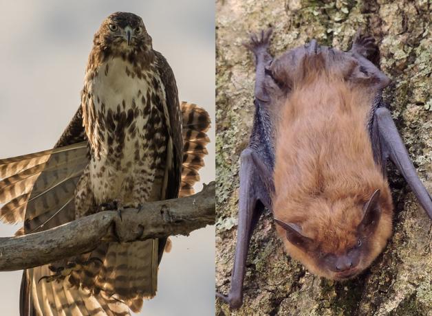Composite showing a Red-tailed-Hawk on the left, and a Big Brown Bat on the right. The hawk is perched on a branch, the bat clinging to tree bark.