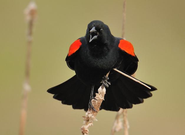 Red-winged-Blackbird
