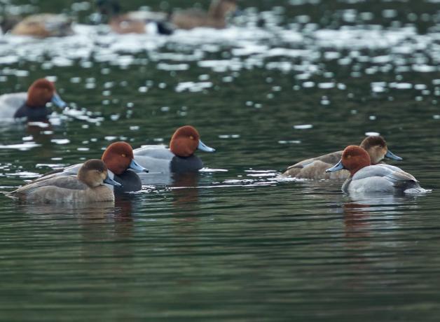 Redhead Ducks, male and female