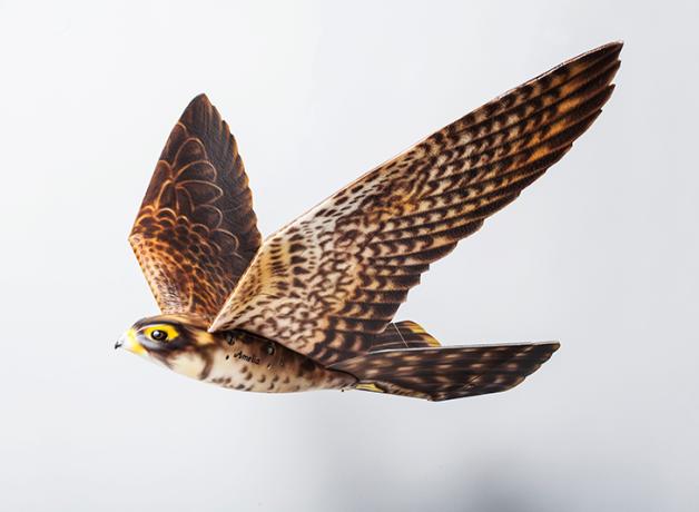 Robot bird designed to resemble a Peregrine Falcon