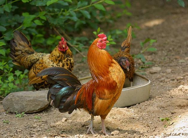Domesticated rooster and hens