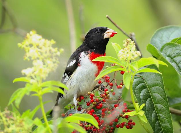 Rose-breasted Grosbeak showing its black head and back, with white breast topped with red patch. The bird is eating small red berries off a fruiting branch.