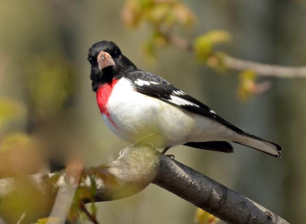 A sunlit Rose-breasted Grosbeak showing its black head and back, with white breast topped with red patch.
