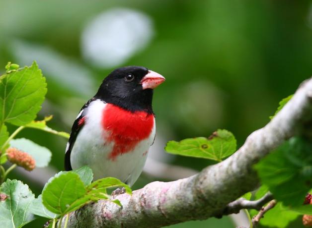 A male Rose-breasted Grosbeak perched on a leafy branch, his red breast glowing amidst his white plumage and glossy black head.