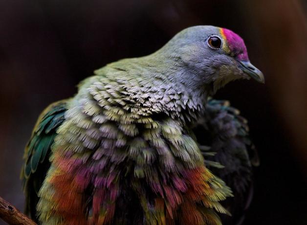 Front view closeup of Rose-crowned Fruit Dove, showing myriad colors in its plumage, it's breast feathers fluffed out and its head turned to its left.