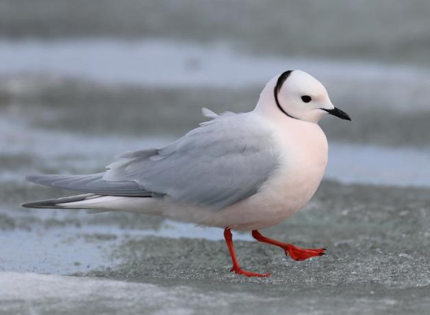 A Ross's Gull walking on ice-covered sand.